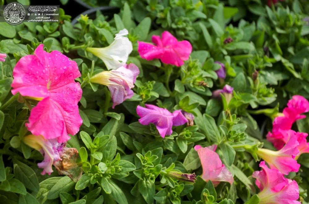 مع حلول موسم الربيع.. مشاتل العتبة العلوية المقدسة توفر مختلف أنواع الشتلات من الزهور ونباتات الظل