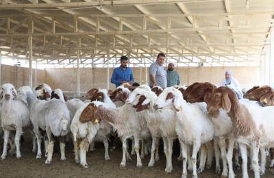 إدارة مشروع مزرعة فدك في العتبة العلوية تباشر ببرنامج تلقيح الماشية
